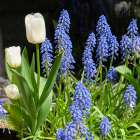 Bruges, Belgium. Spring flowers. Art Print